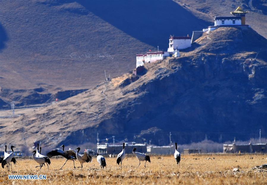 CHINA-TIBET-BLACK-NECKED CRANE-WINTER HABITAT (CN)