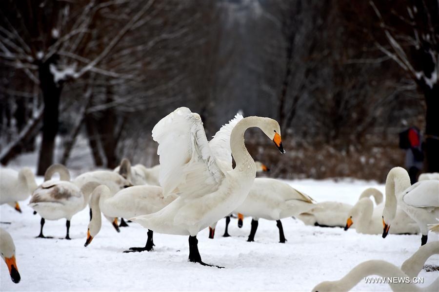 CHINA-SHANXI-SNOW-SWAN (CN)