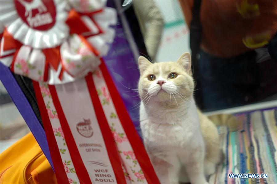 RUSSIA-MOSCOW-CAT SHOW