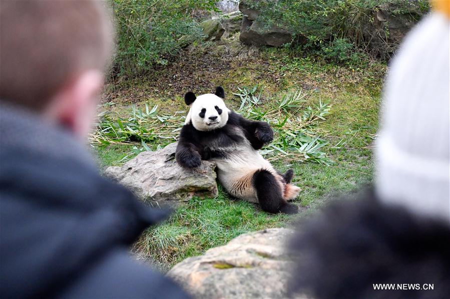 FRANCE-SAINT-AIGNAN-ZOOPARC DE BEAUVAL-PANDA BABY-YUAN MENG