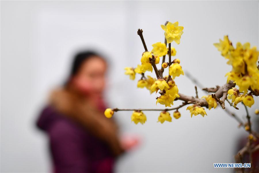 CHINA-ZHENGZHOU-WINTERSWEET-SHOW (CN)