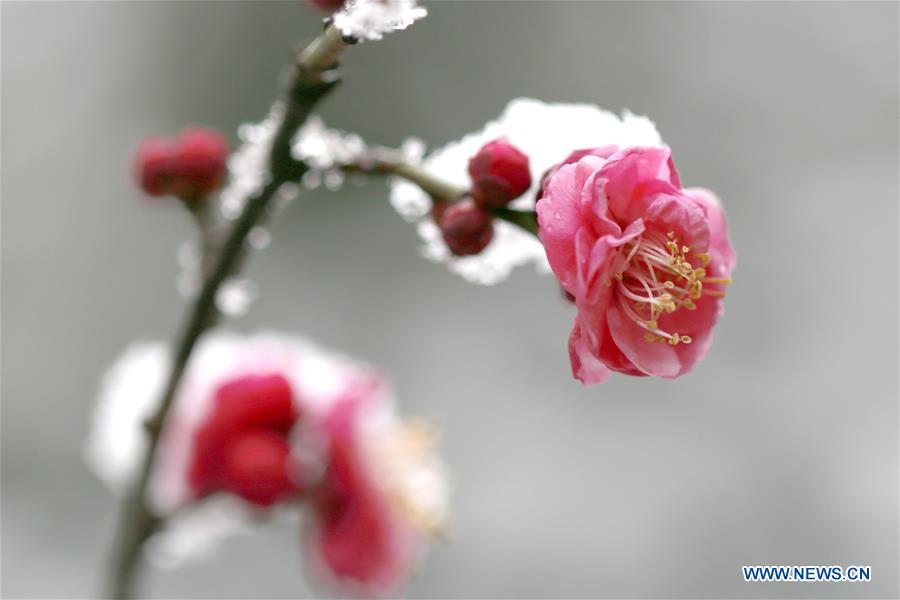 #CHINA-JIANGSU-PLUM BLOSSOM(CN)