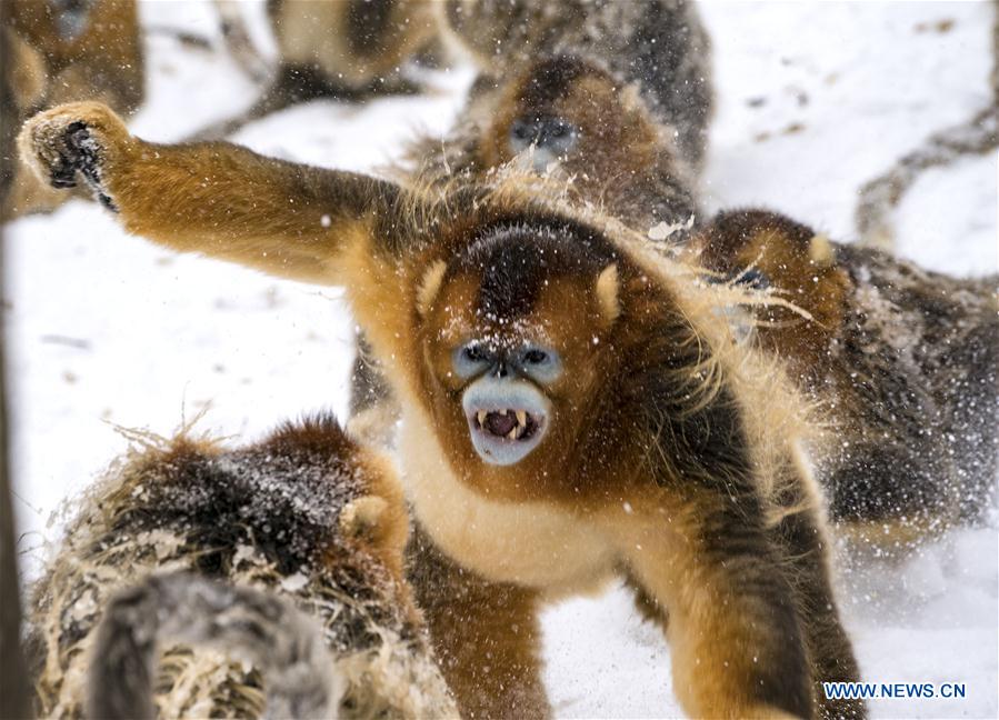 CHINA-HUBEI-SHENNONGJIA-GOLDEN MONKEY (CN)