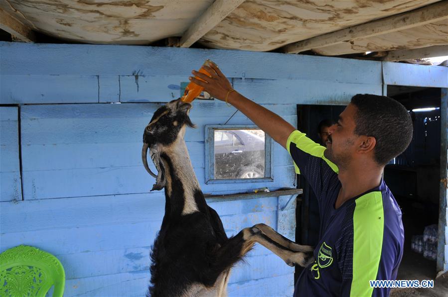 SUDAN-SUAKIN-STRANGE GOAT