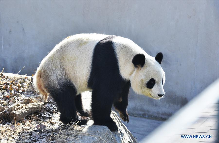 #CHINA-TIANJIN-GIANT PANDA(CN)