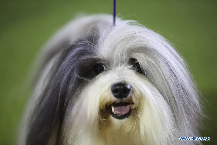 U.S.-NEW YORK-DOG SHOW