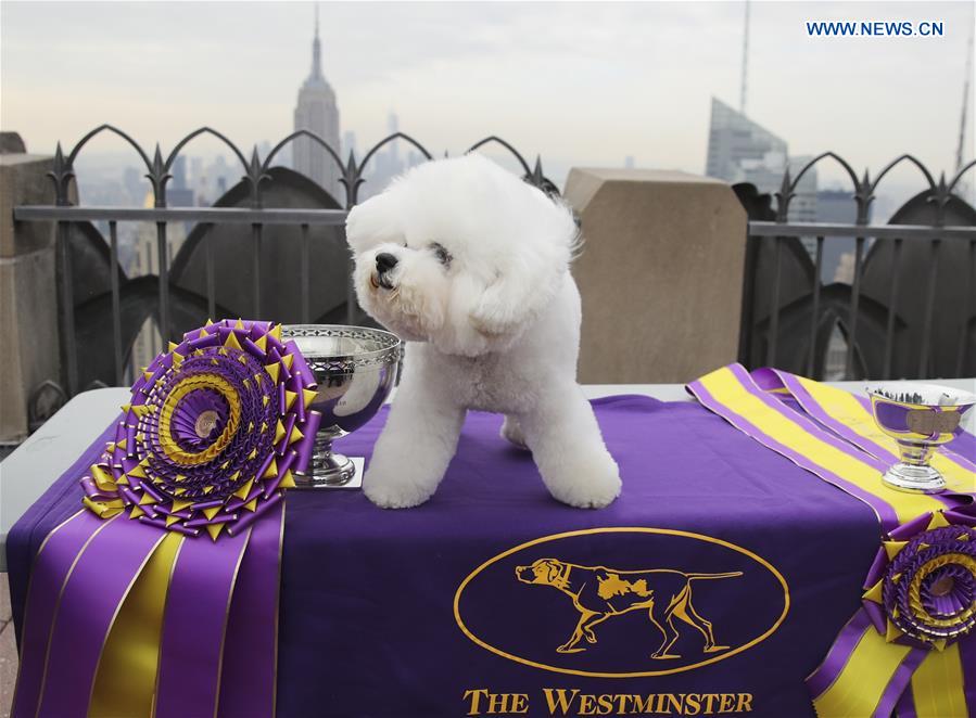 U.S.-NEW YORK-ROCKEFELLER CENTER-WESTMINSTER KENNEL CLUB DOG SHOW-FLYNN-BEST IN SHOW