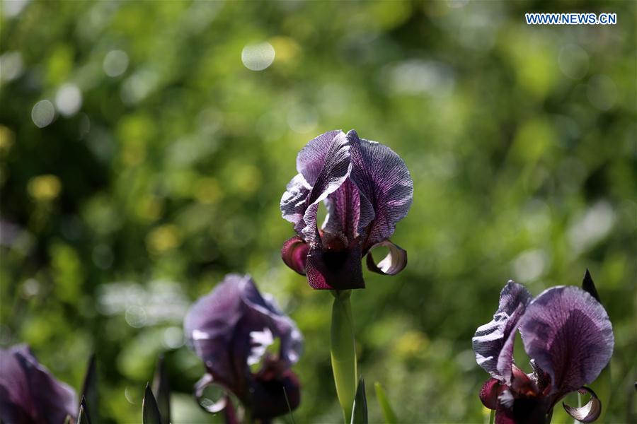 MIDEAST-JENIN-FLOWER-FAQQUA IRIS