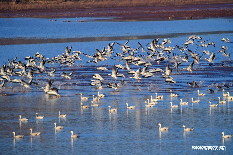 CHINA-YUNNAN-MIGRANT BIRDS (CN)