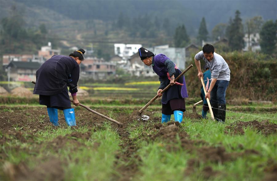 #CHINA-GUIZHOU-FARM WORK (CN)