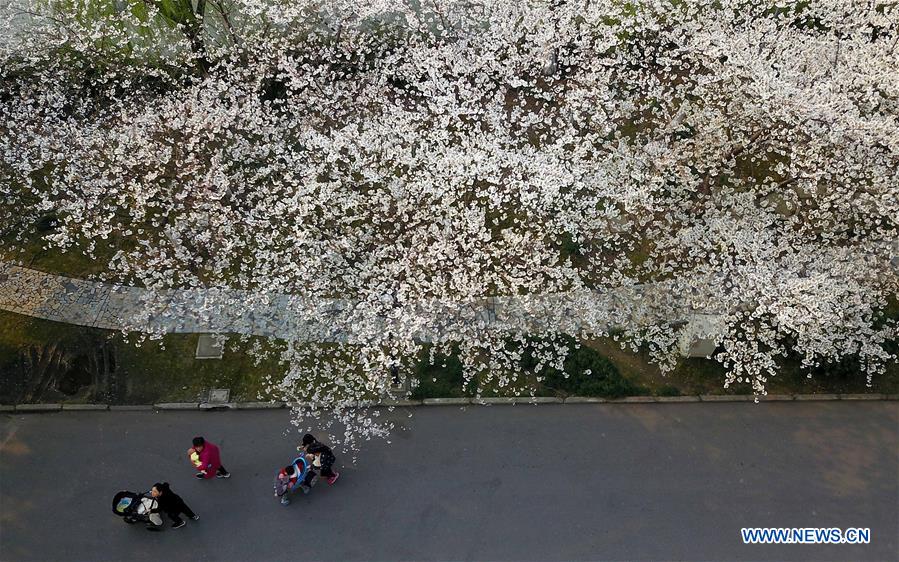 #CHINA-JIANGSU-CHERRY BLOSSOM (CN)