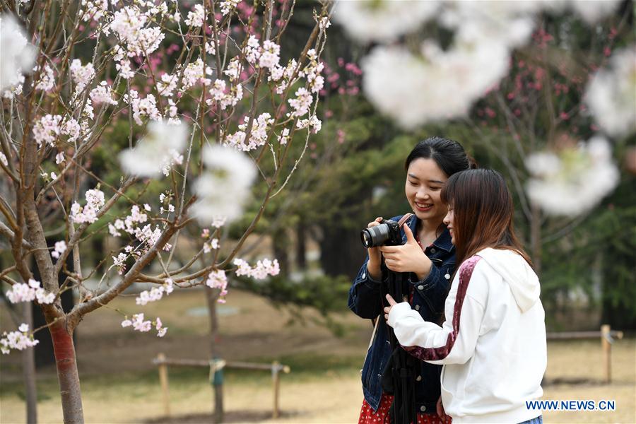 CHINA-BEIJING-CHERRY BLOSSOM (CN)