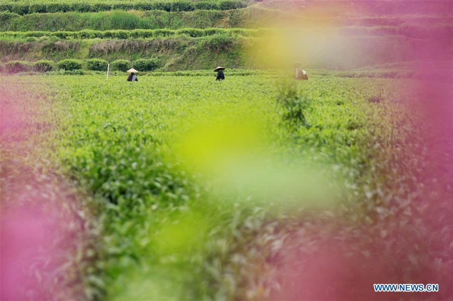 #CHINA-SPRING-TEA PICKING (CN)