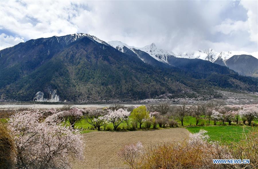 CHINA-TIBET-BOMI-PEACH BLOSSOM (CN)