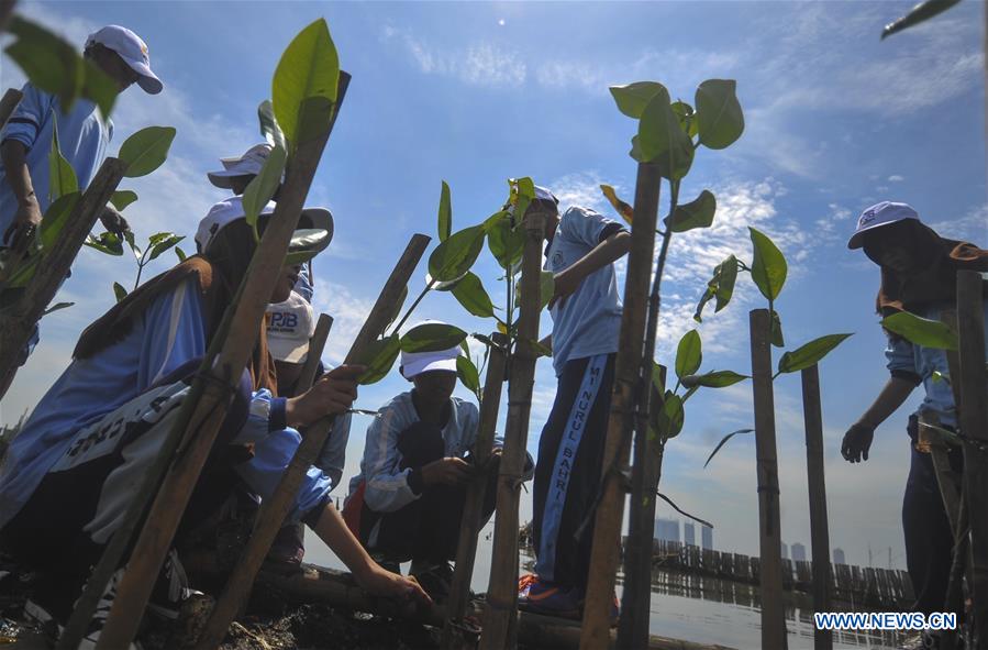 INDONESIA-JAKARTA-MANGROVES TREES-PLANTING