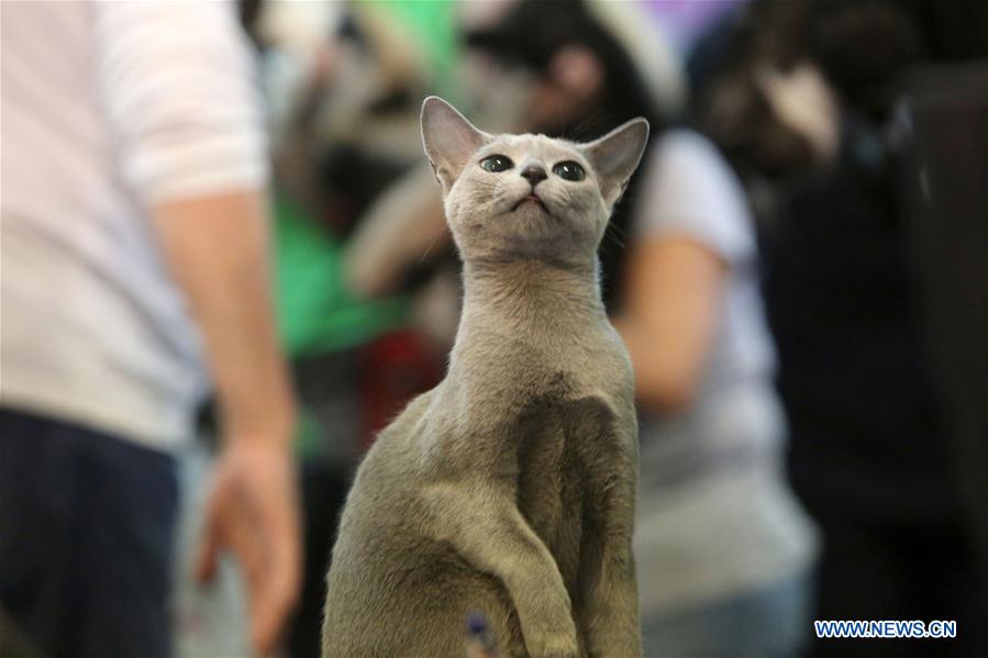 ROMANIA-BUCHAREST-FELINE CONTEST