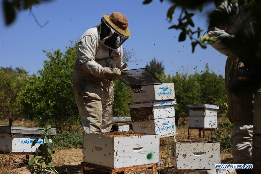 MIDEAST-GAZA-HONEY-COLLECTING