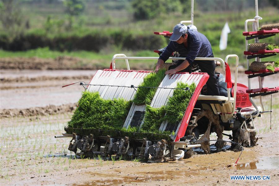 #CHINA-GUYU-FARM WORK(CN)