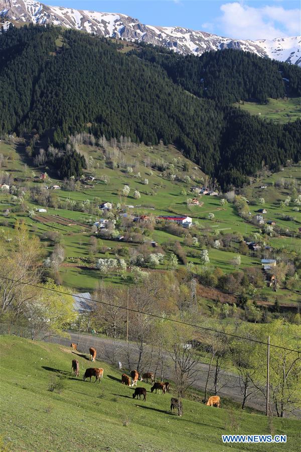 TURKEY-ARTVIN-SPRING