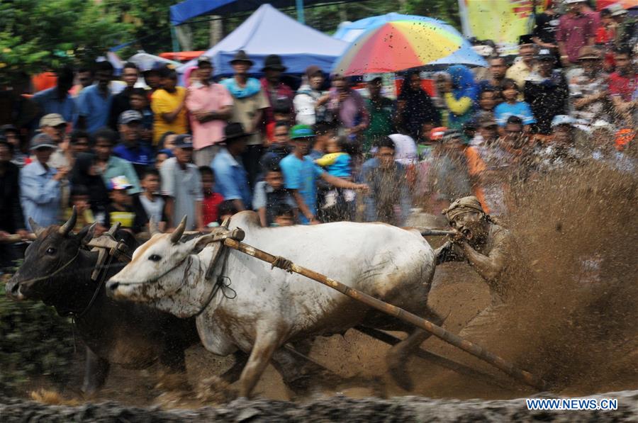 INDONESIA-WEST SUMATERA-PACU JAWI-TRADITIONAL COW RACE 