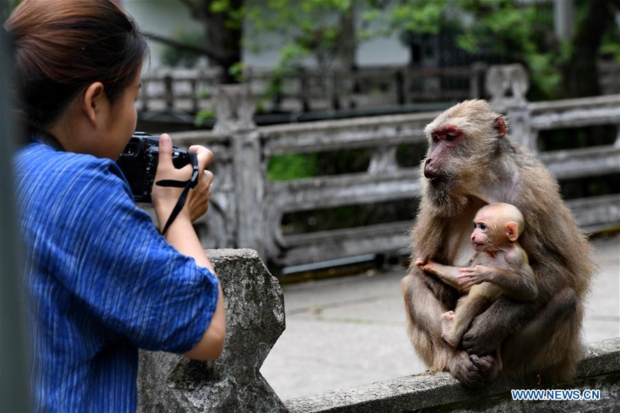 CHINA-NATURE-MOUNT WUYI-MACAQUE (CN)