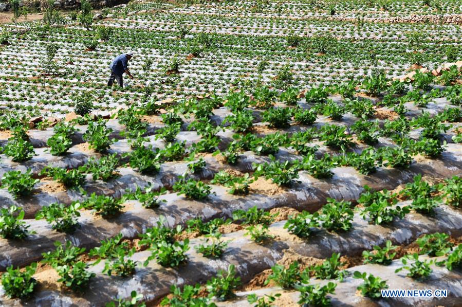 #CHINA-SHANDONG-AGRICULTURE (CN)