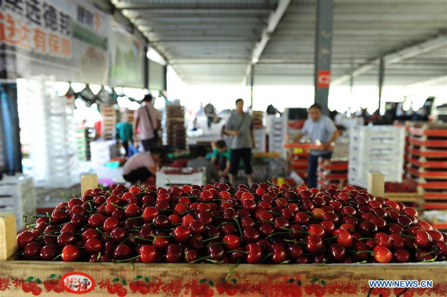 CHINA-SHANDONG-YANTAI-CHERRY PLANTING (CN)