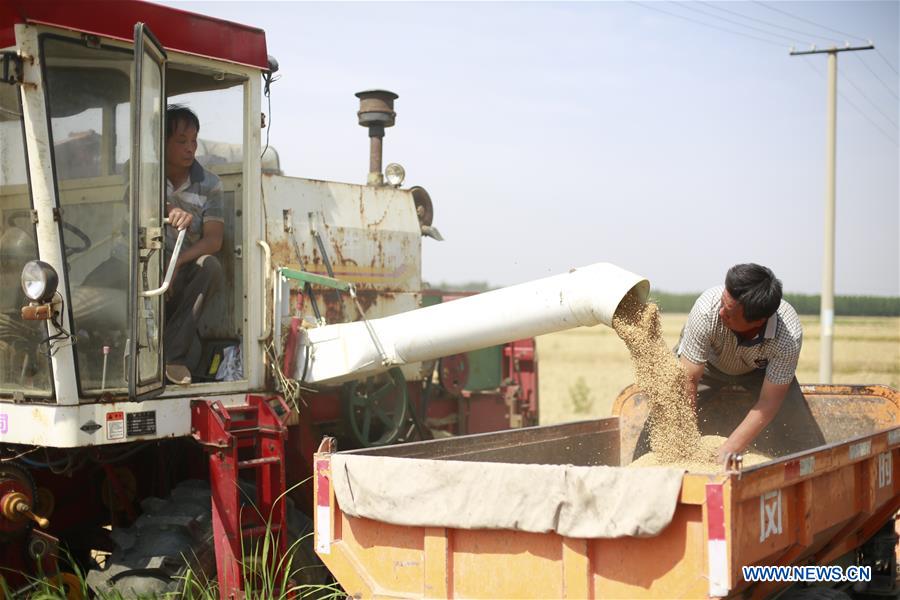 CHINA-HEBEI-SHIJIAZHUANG-WHEAT HARVEST (CN)