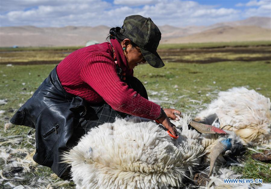 CHINA-TIBET-HERDSMEN-SHEARING (CN)