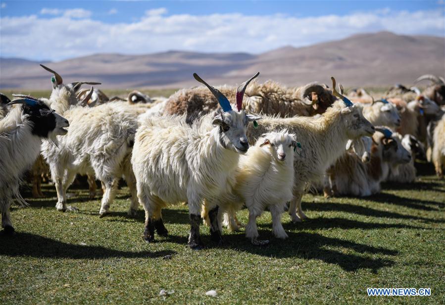 CHINA-TIBET-HERDSMEN-SHEARING (CN)