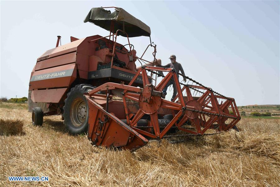 TUNISIA-MANOUBA-WHEAT-HARVEST-DAILY LIFE