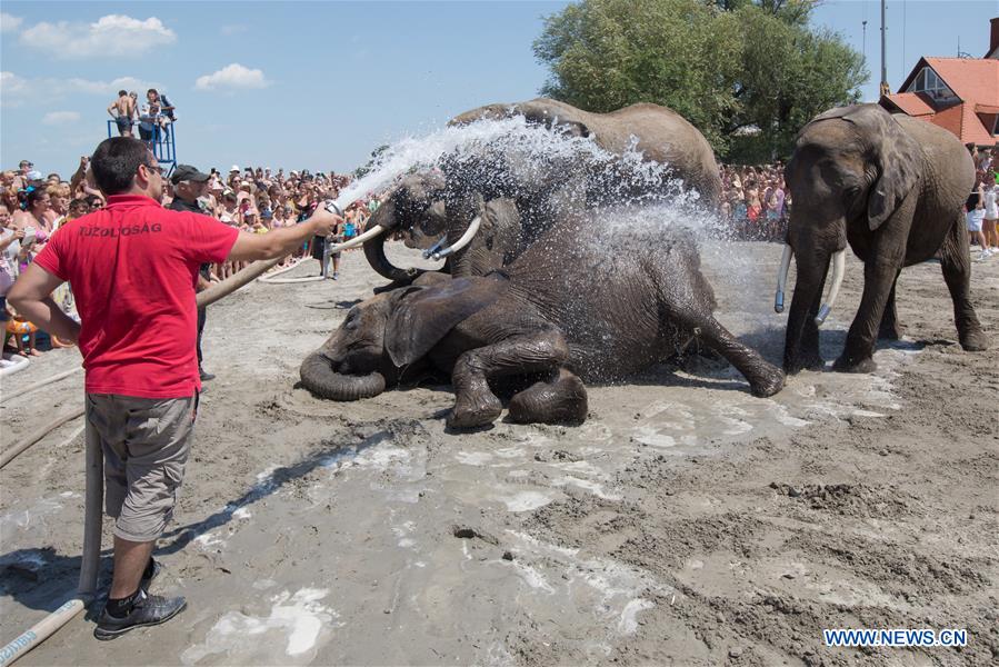 HUNGARY-BALATONLELLE-SUMMER-CIRCUS-ELEPHANT