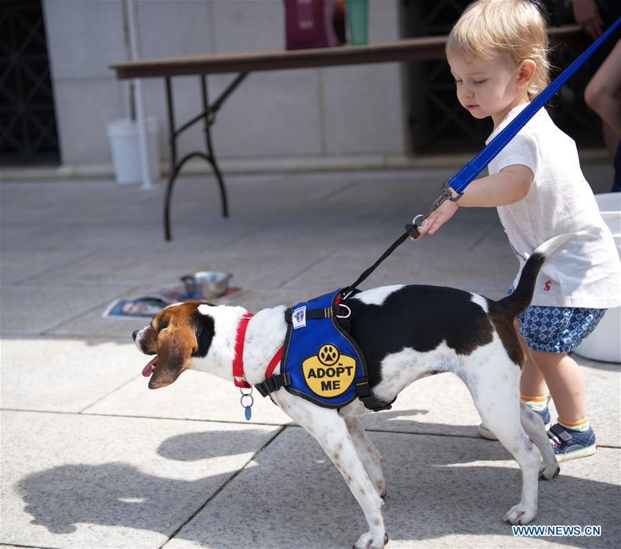 U.S.-WASHINGTON D.C.-DOGS-ADOPTION