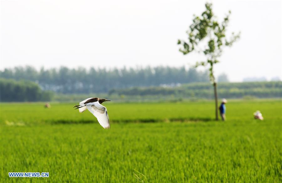 #CHINA-SHANDONG-AGRICULTURE (CN)