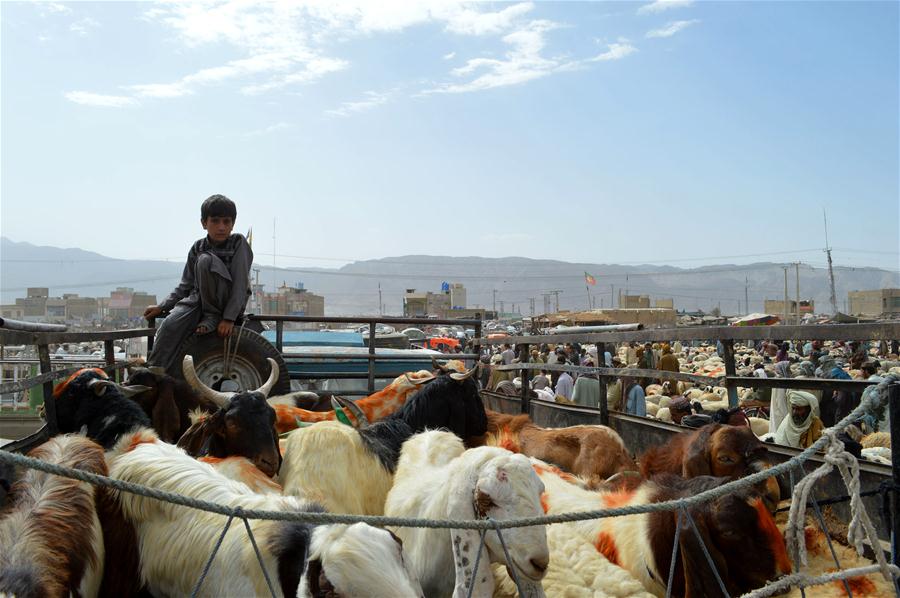 PAKISTAN-QUETTA-EID AL-ADHA-LIVESTOCK MARKET