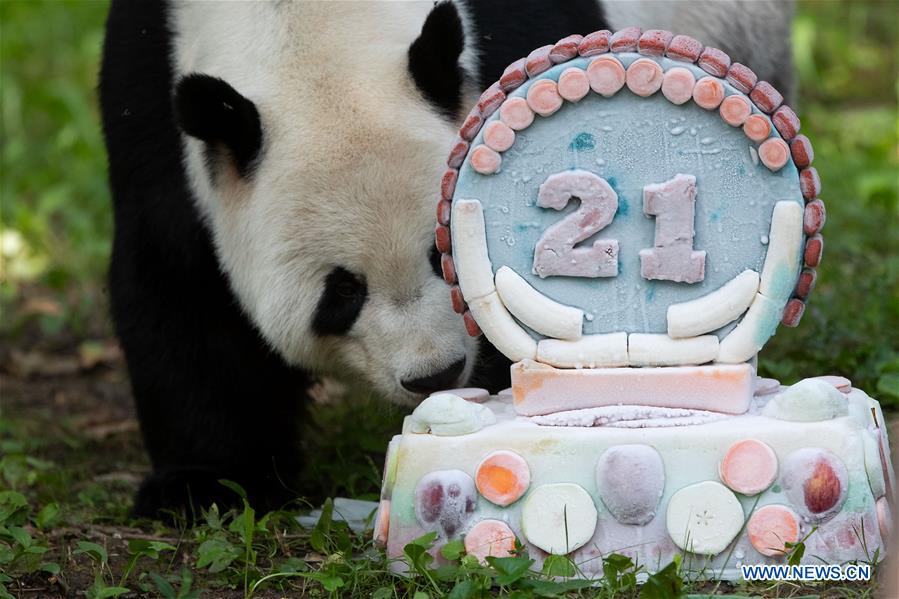 U.S.-WASHINGTON D.C.-GIANT PANDA-TIAN TIAN-BIRTHDAY