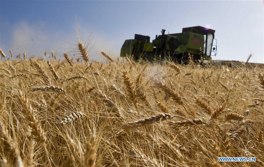 CHINA-XINJIANG-WHEAT HARVEST (CN)