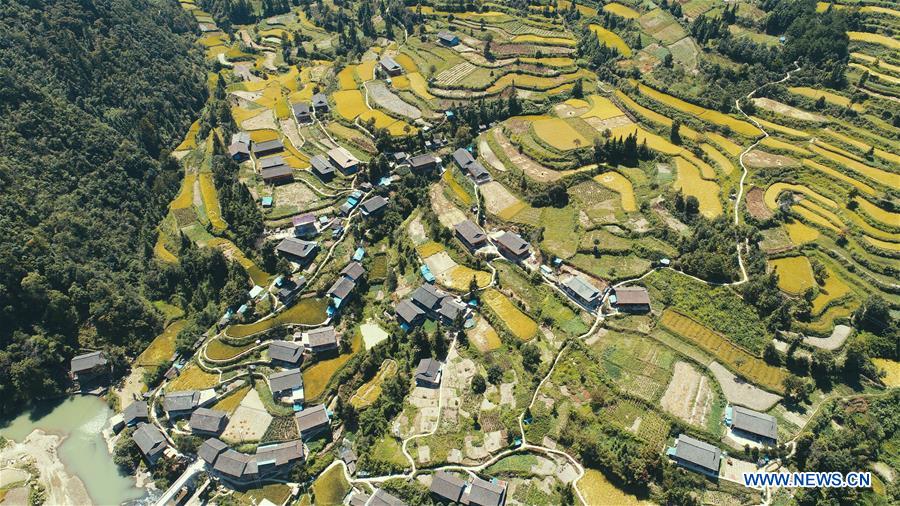 #CHINA-AUTUMN-PADDY FIELDS (CN)