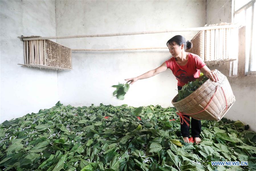 #CHINA-GUANGXI-SILKWORM (CN)