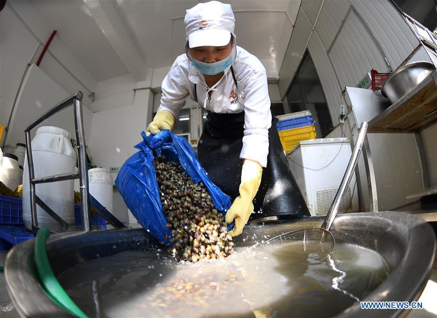 #CHINA-GUANGXI-LIUZHOU-RIVER SNAILS-HARVEST (CN)