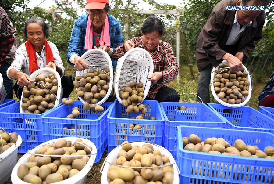 CHINA-ANHUI-FEIXI-KIWI FRUIT (CN)