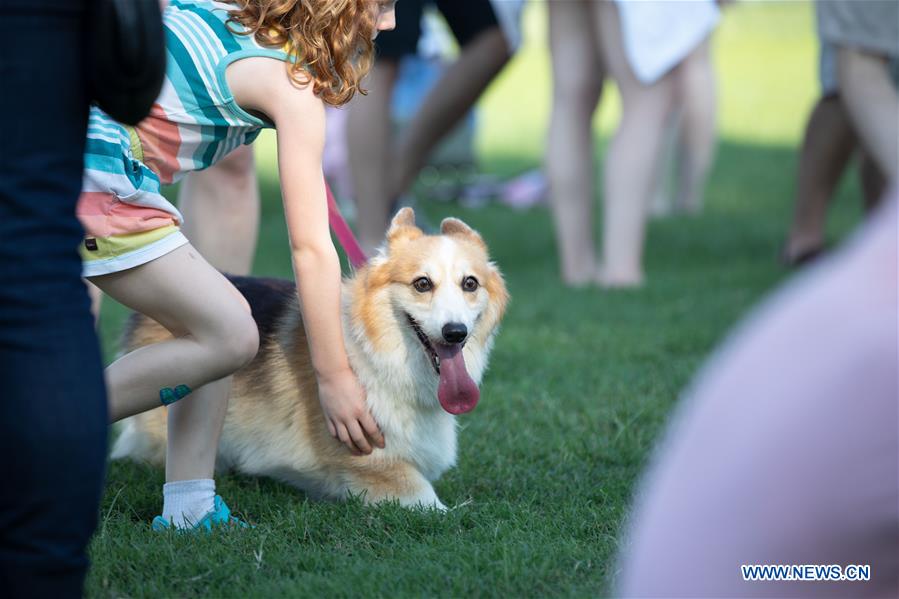 U.S.-WASHINGTON D.C.-CORGIS 