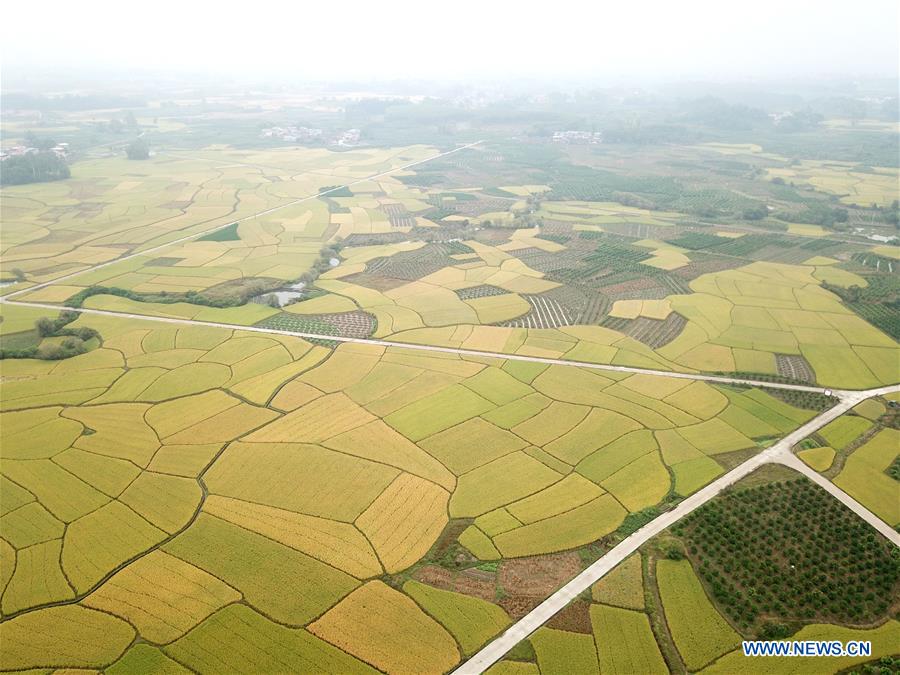 CHINA-GUANGXI-AUTUMN-SCENERY (CN)