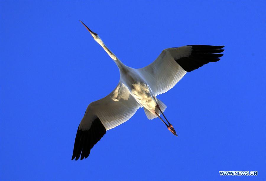 CHINA-JILIN-ZHENLAI-WILD BIRD (CN)