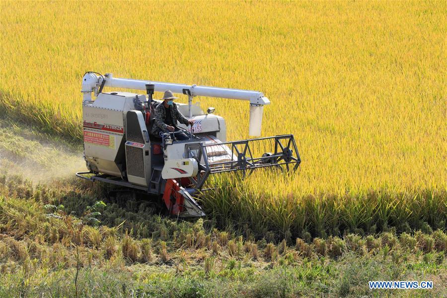 CHINA-JIANGSU-XUYI-AUTUMN-HARVEST (CN)