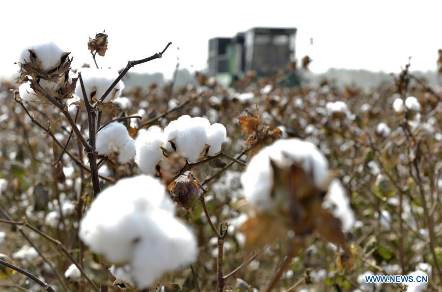 CHINA-HEBEI-COTTON-HARVEST (CN)