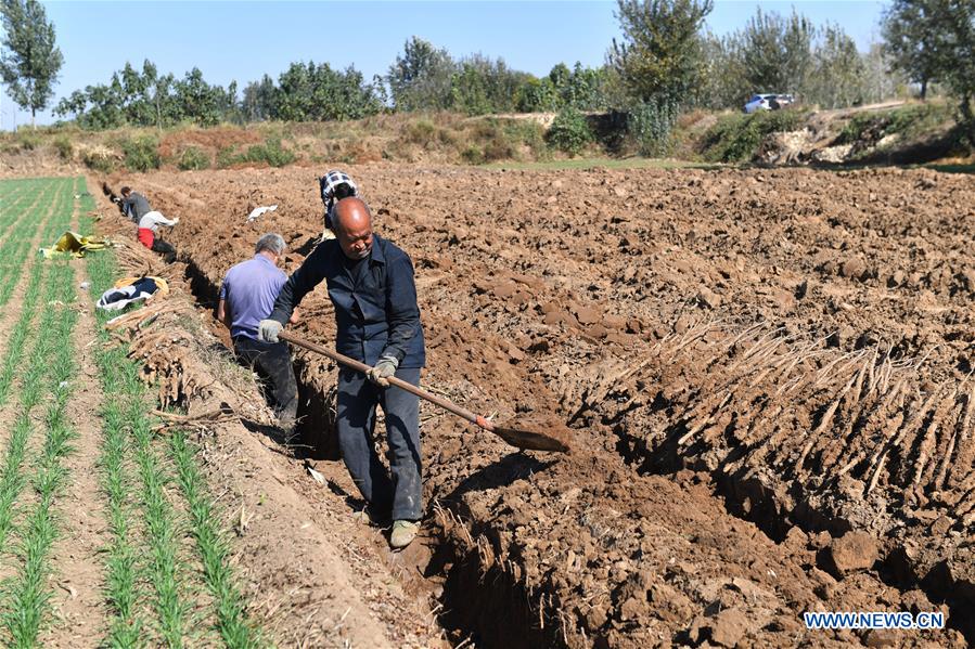 #CHINA-SHIJIAZHUANG-HARVEST-ECONOMY (CN)