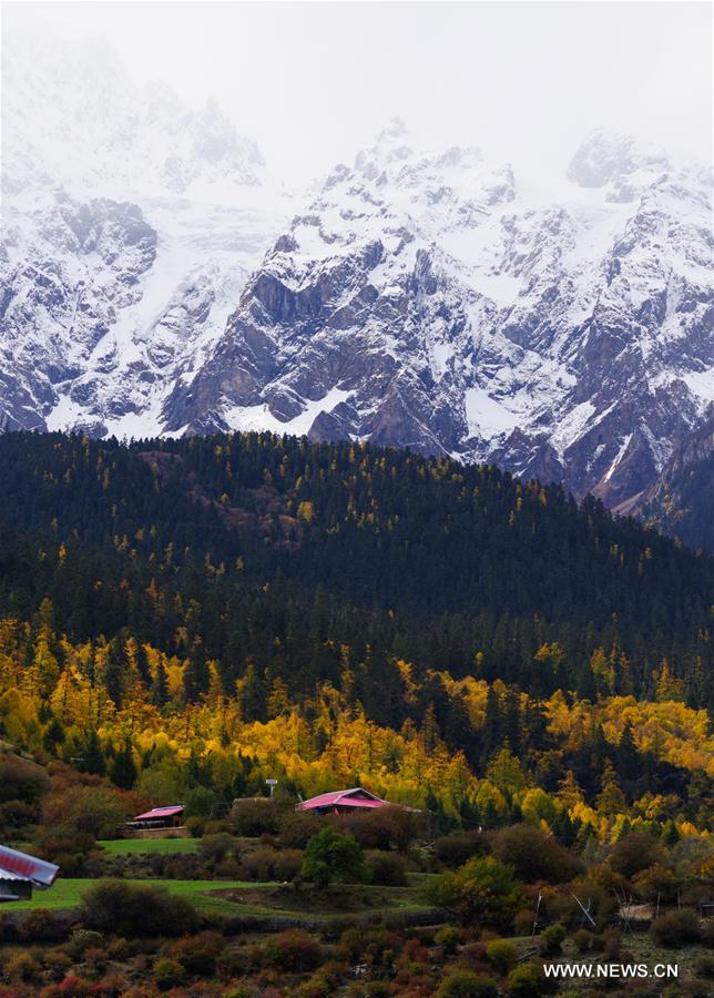 CHINA-TIBET-AUTUMN-SCENERY (CN)