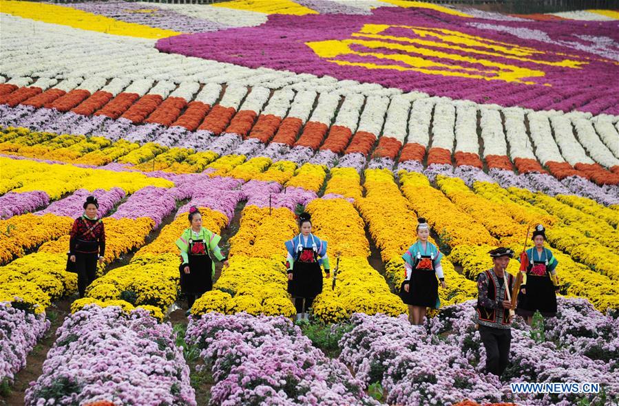 CHINA-GUIZHOU-CHRYSANTHEMUM-TOURISM (CN)