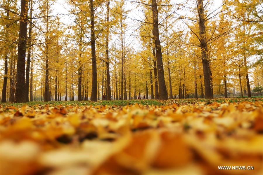 #CHINA-SHANDONG-GINKGO TREES (CN) 